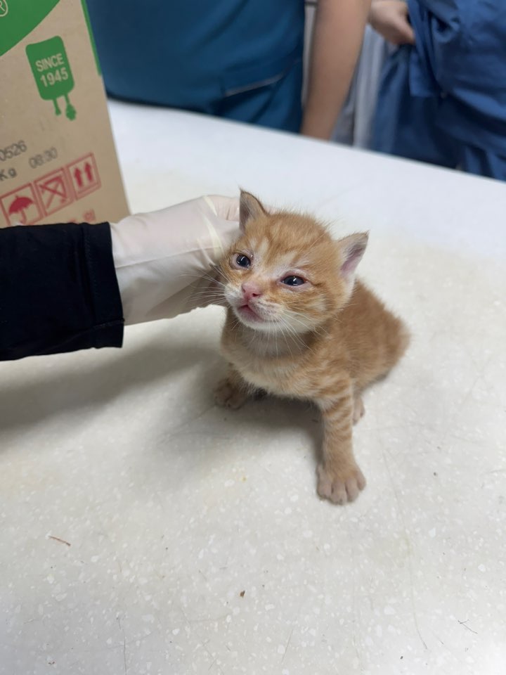 대구시수의사회(동인)_427341202500671